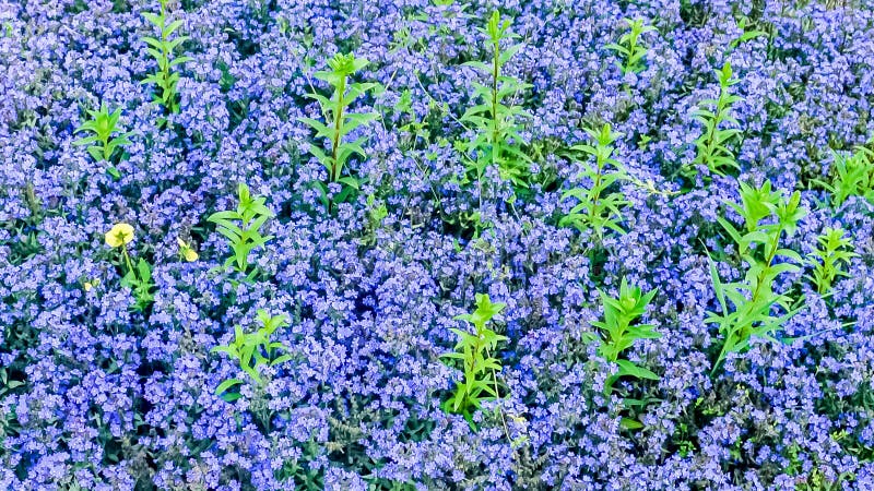 绿色植物叶子增长在花圃也告诉在薄雾圣诞节背景设计的Love的无茎的植物外面 免版税库存照片 绿色植物叶子增长在花圃也告诉在薄雾圣诞节背景设计的Love的无茎的植物外面 免版税库存照片